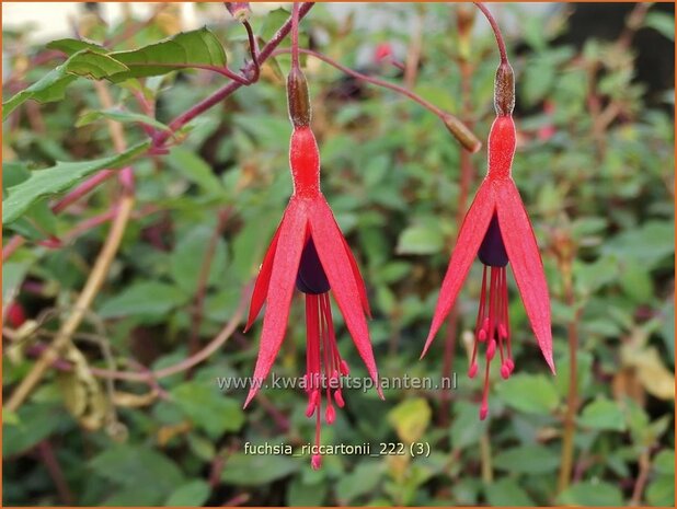 Fuchsia 'Riccartonii' | Bellenplant, Tuinfuchsia, Fuchsia | Fuchsie | Fuchsia