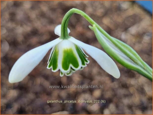 Galanthus plicatus 'Dionysus' | Geplooid sneeuwklokje, Sneeuwklokje | Ukrainisches Schneeglöckchen | Pleated Snowdro