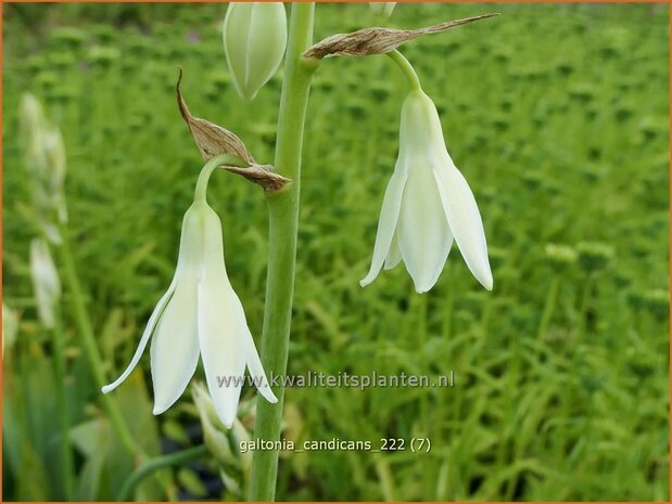 Galtonia candicans | Kaapse hyacint | Weißblühende Sommerhyazinthe | Summer Hyacinth