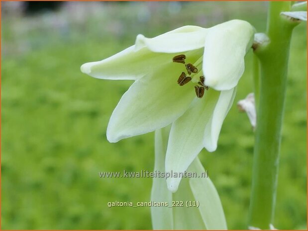 Galtonia candicans | Kaapse hyacint | Weißblühende Sommerhyazinthe | Summer Hyacinth