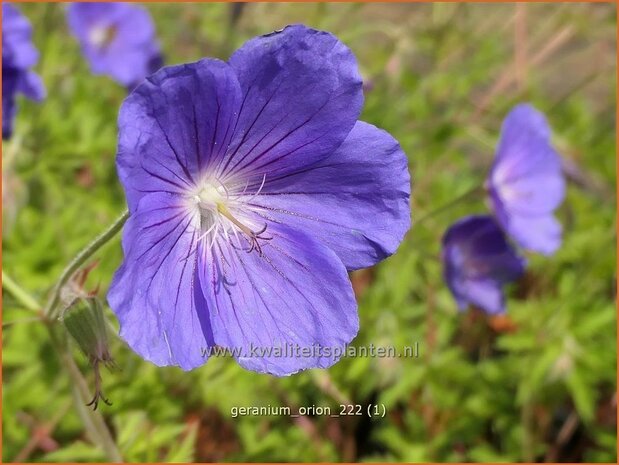 Geranium 'Orion' | Ooievaarsbek, Tuingeranium, Geranium | Storchschnabel | Cranesbill