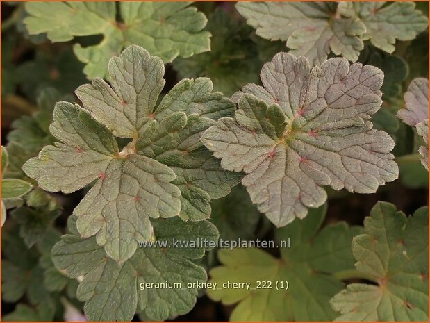 Geranium 'Orkney Cherry' | Ooievaarsbek, Tuingeranium, Geranium | Storchschnabel | Cranesbill