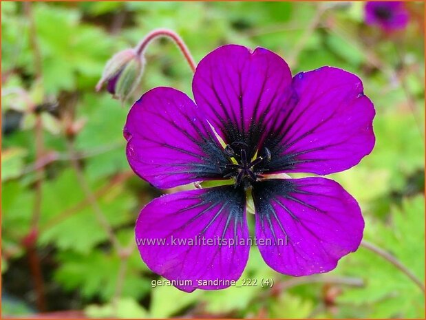 Geranium 'Sandrine' | Ooievaarsbek, Tuingeranium, Geranium | Storchschnabel | Cranesbill