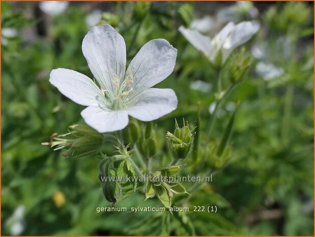 Geranium sylvaticum 'Album' | Bosooievaarsbek, Ooievaarsbek, Tuingeranium, Geranium | Wald-Storchschnabel | Wood Cran