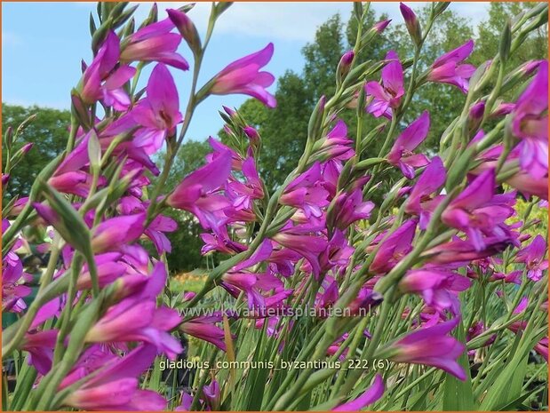 Gladiolus communis subsp. byzantinus | Byzantijnse gladiool, Gladiool | Byzantinische Siegwurz | Byzantine Gladiolus