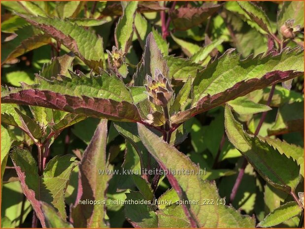 Heliopsis helianthoides 'Funky Spinner' | Zonneoog | Gewöhnliches Sonnenauge | Rough Heliopsis