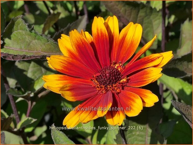 Heliopsis helianthoides 'Funky Spinner' | Zonneoog | Gewöhnliches Sonnenauge | Rough Heliopsis