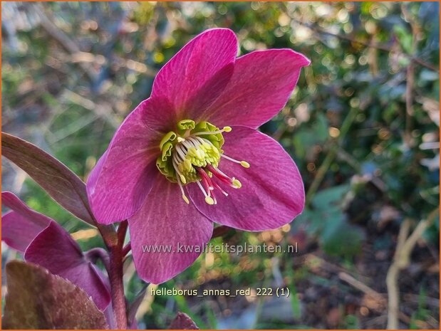 Helleborus 'Anna's Red' | Kerstroos, Nieskruid | Christrose | Christmas Rose