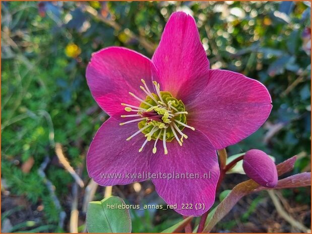 Helleborus 'Anna's Red' | Kerstroos, Nieskruid | Christrose | Christmas Rose