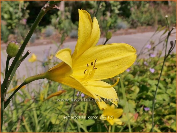 Hemerocallis 'Corky' | Daglelie | Taglilie | Day Lily