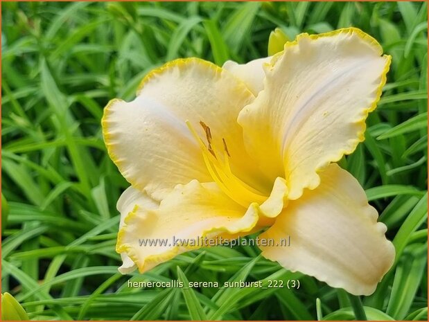 Hemerocallis 'Serena Sunburst' | Daglelie | Taglilie | Day Lily