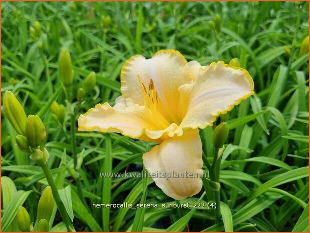 Hemerocallis 'Serena Sunburst' | Daglelie | Taglilie | Day Lily