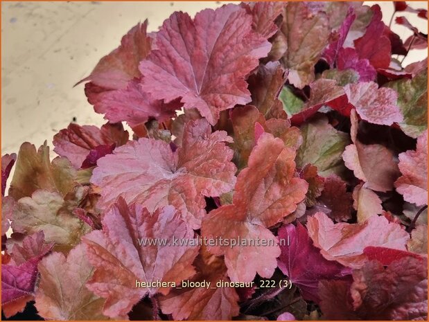 Heuchera 'Bloody Dinosaur' | Purperklokje | Purpurglöckchen | Coral Bells