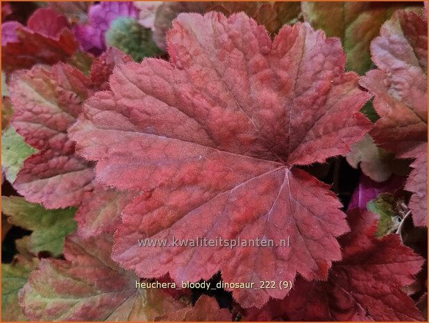 Heuchera 'Bloody Dinosaur' | Purperklokje | Purpurglöckchen | Coral Bells