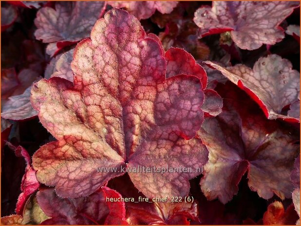 Heuchera 'Fire Chief' | Purperklokje | Purpurglöckchen | Coral Bells