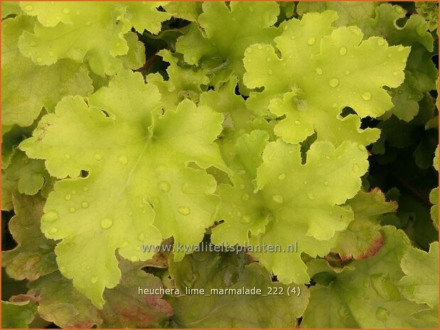 Heuchera 'Lime Marmalade' | Purperklokje | Purpurglöckchen | Coral Bells