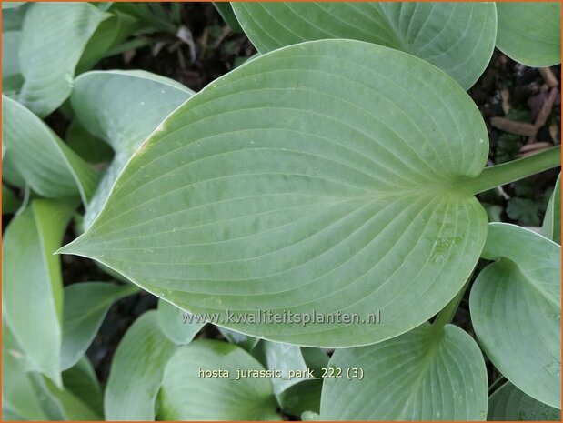 Hosta 'Jurassic Park' | Hosta, Hartlelie, Funkia | Funkie | Hosta