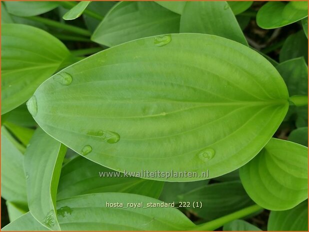 Hosta 'Royal Standard' | Hosta, Hartlelie, Funkia | Funkie | Hosta