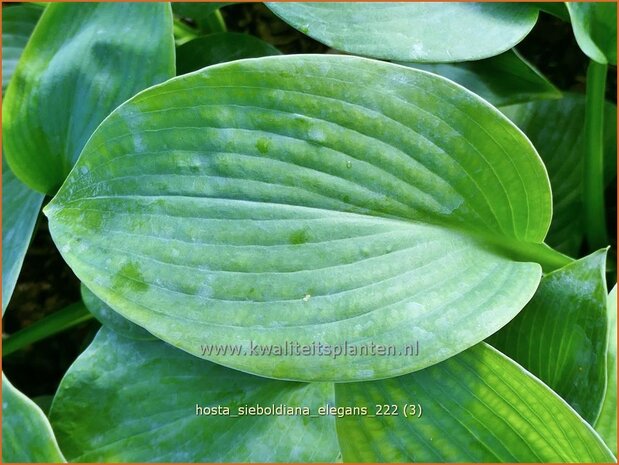 Hosta sieboldiana 'Elegans' | Hosta, Hartlelie, Funkia | Blaublatt-Funkie | Hosta