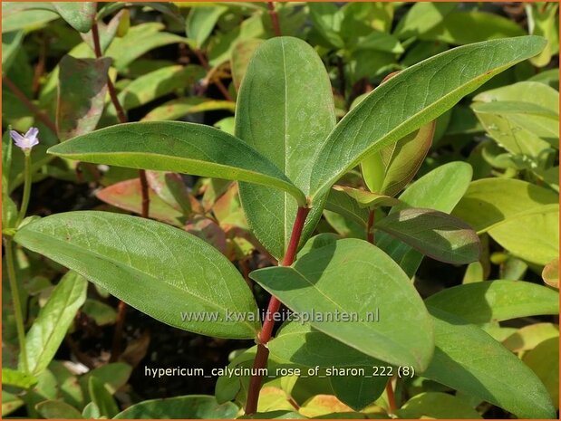 Hypericum calycinum 'Rose of Sharon' | Grootbloemig hertshooi, Hertshooi | Teppichjohanneskraut | Aaron's Beard