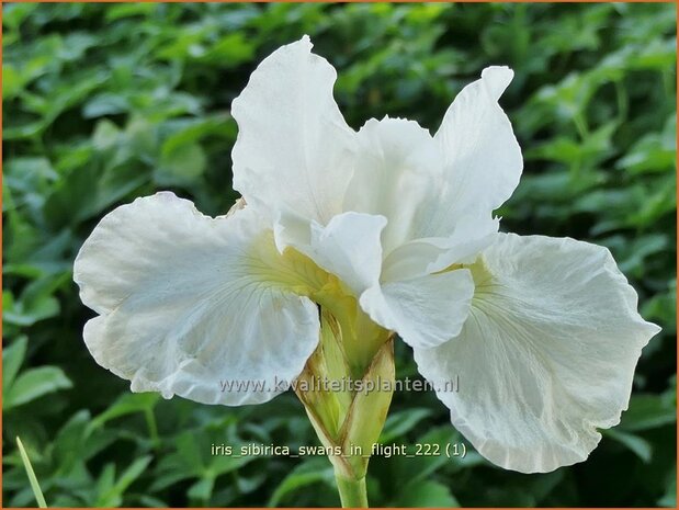 Iris sibirica 'Swans in Flight' | Siberische iris, Lis, Iris | Sibirische Schwertlilie | Siberian Iris