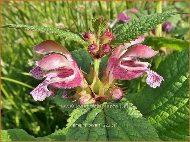 Lamium orvala | Grootbloemige dovenetel, Dovenetel | Großblütige Taubnessel | Balm-Leaved Red Dead Nettle