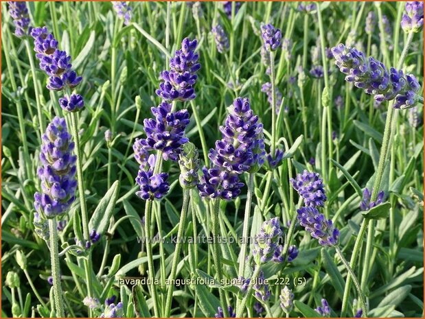 Lavandula angustifolia 'Super Blue' | Echte lavendel, Gewone lavendel, Lavendel | Echter Lavendel | English Lavender