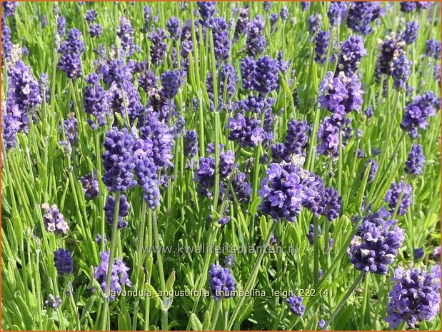 Lavandula angustifolia 'Thumbelina Leigh' | Echte lavendel, Gewone lavendel, Lavendel | Echter Lavendel | English Lav