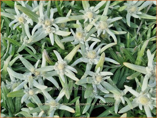 Leontopodium alpinum 'Blossom of Snow' | Alpenedelweiss, Edelweiss | Alpen-Edelweiß | Edelweiss