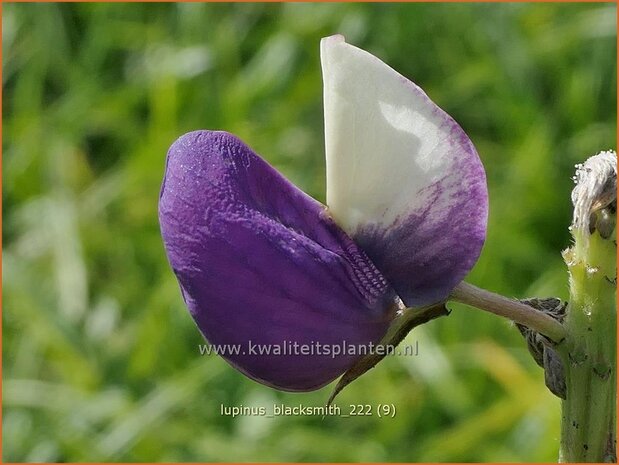 Lupinus 'Blacksmith' | Lupine | Lupine | Lupin