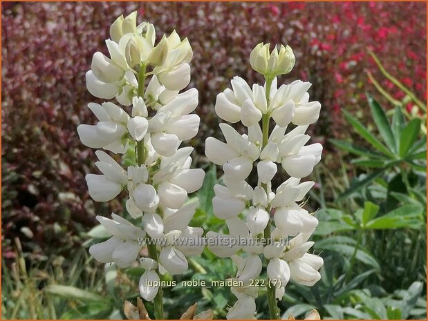 Lupinus 'Noble Maiden' | Lupine | Lupine | Lupin