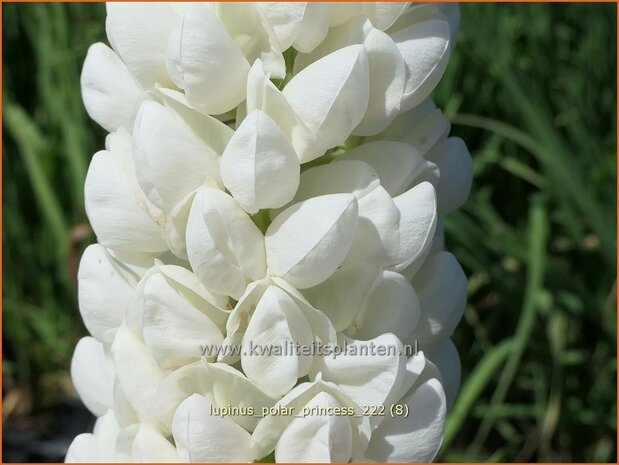 Lupinus 'Polar Princess' | Lupine | Lupine | Lupin