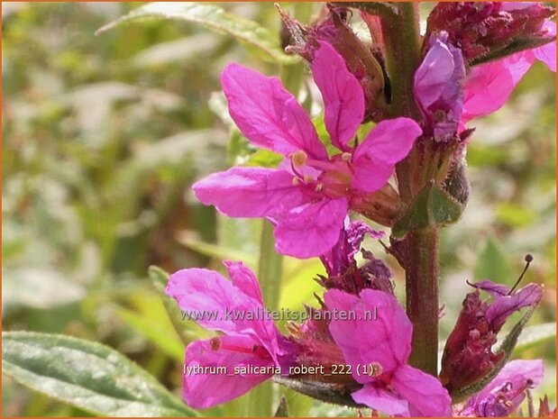 Lythrum salicaria 'Robert' | Grote kattenstaart, Kattenstaart | Blutweiderich | Spiked Loosestrife