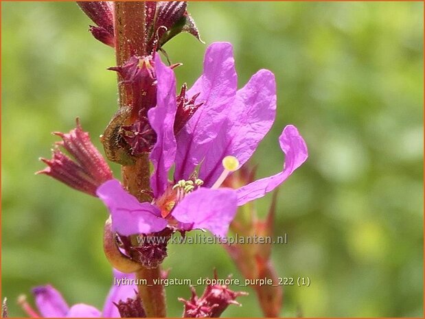 Lythrum virgatum 'Dropmore Purple' | Fijne kattenstaart, Kattenstaart | Ruten-Weiderich | Wand Loosestrife