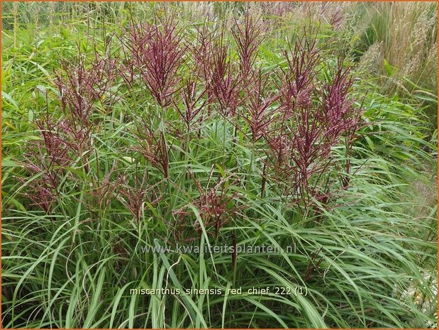 Miscanthus sinensis 'Red Chief' | Chinees prachtriet, Chinees riet, Japans sierriet, Sierriet | Chinaschilf | Eulalia