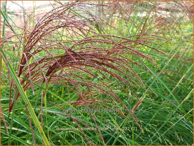Miscanthus sinensis 'Roter Pfeil' | Chinees prachtriet, Chinees riet, Japans sierriet, Sierriet | Chinaschilf | Eulal