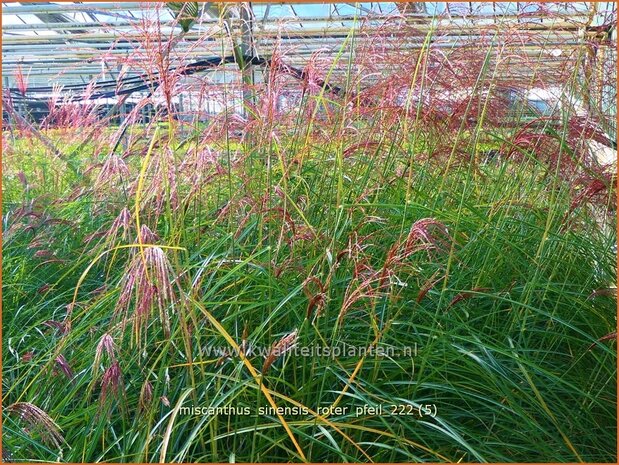 Miscanthus sinensis 'Roter Pfeil' | Chinees prachtriet, Chinees riet, Japans sierriet, Sierriet | Chinaschilf | Eulal
