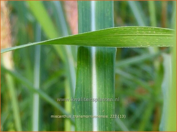 Miscanthus transmorrisonensis | Taiwanees prachtriet, Prachtriet | Taiwan-Landschilf | Taiwanese Miscanthus