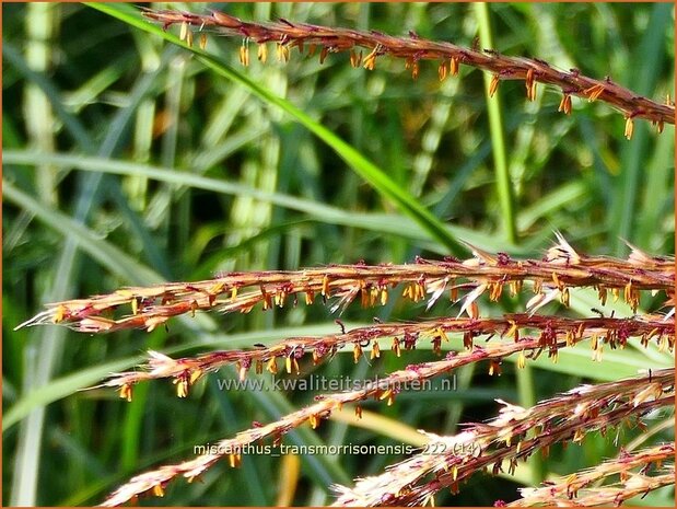 Miscanthus transmorrisonensis | Taiwanees prachtriet, Prachtriet | Taiwan-Landschilf | Taiwanese Miscanthus