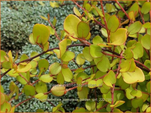 Muehlenbeckia complexa 'Golden Girl' | Drahtstrauch | Wire Vine