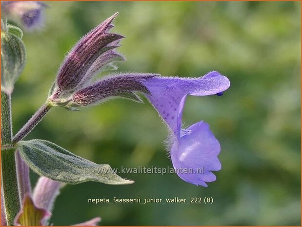 Nepeta faassenii 'Junior Walker' | Grijs kattenkruid, Kattenkruid | Blaue Katzenminze | Garden Catmint