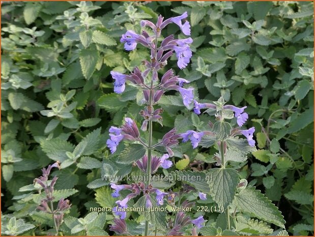 Nepeta faassenii 'Junior Walker' | Grijs kattenkruid, Kattenkruid | Blaue Katzenminze | Garden Catmint