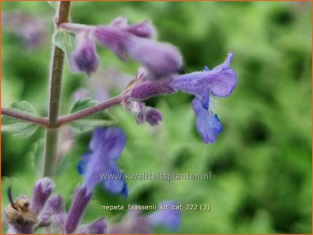 Nepeta faassenii 'Kit Cat' | Grijs kattenkruid, Kattenkruid | Blaue Katzenminze | Garden Catmint