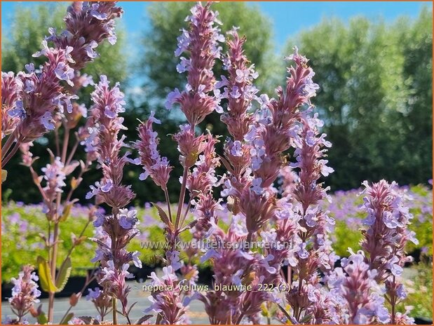 Nepeta 'Veluw's Blauwtje' | Kattenkruid | Katzenminze | Catmint