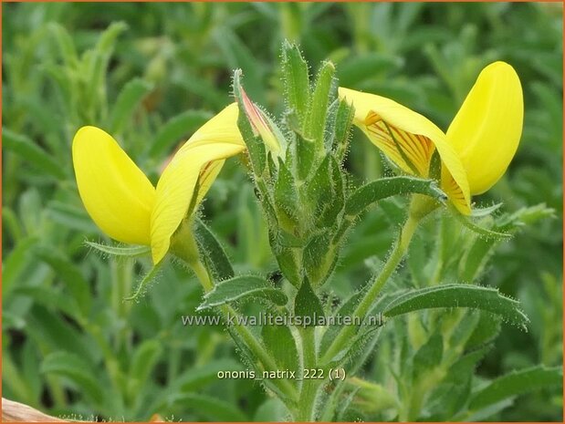 Ononis natrix | Geel stalkruid, Stalkruid | Gelbblühende Hauhechel | Yellow Restharrow