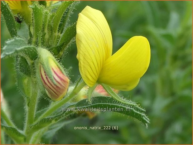 Ononis natrix | Geel stalkruid, Stalkruid | Gelbblühende Hauhechel | Yellow Restharrow