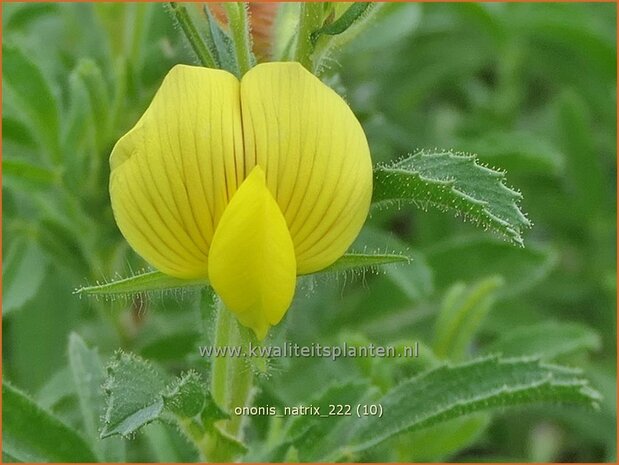 Ononis natrix | Geel stalkruid, Stalkruid | Gelbblühende Hauhechel | Yellow Restharrow