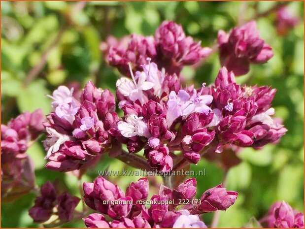 Origanum 'Rosenkuppel' | Marjolein, Majoraan | Dost | Oregano