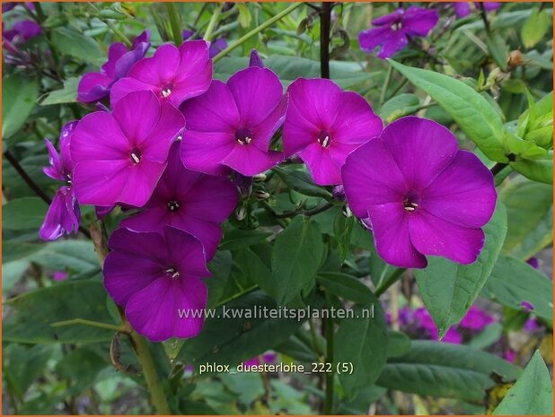 Phlox 'Düsterlohe' | Hoge vlambloem, Vlambloem, Flox, Floks | Hohe Flammenblume | Border Phlox