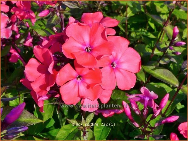 Phlox 'Spitfire' | Hoge vlambloem, Vlambloem, Flox, Floks | Hohe Flammenblume | Border Phlox